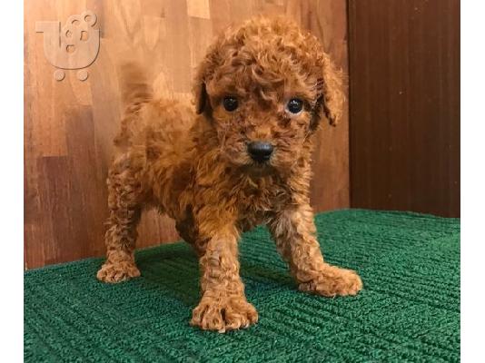 PoulaTo: Διαθέσιμα κουτάβια παιχνιδιών Poodle